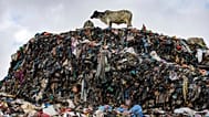 Cows stand on the dumpsite where textile waste ends up at Old Fadama in Accra, Ghana, Oct. 19, 2024.