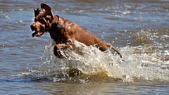 With rising temperatures in France, pets and wild animals are exposed to serious risks.