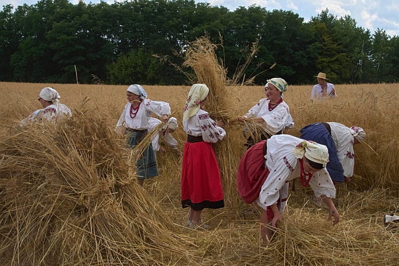 Украинские женщины в национальных костюмах жнут серпами, восстанавливая древний обряд сбора пшеницы в деревне Пирогов около Киева, Украина, июль 2025 г.
