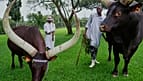 Morocco's Gnaoua festival celebrates African roots through music and cultural exchange