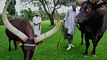 Rwanda's royal cattle pampered with poetry and music