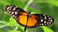 Heliconius hecale türü bir kelebek