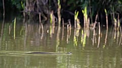Schwimmende Ringelnatter