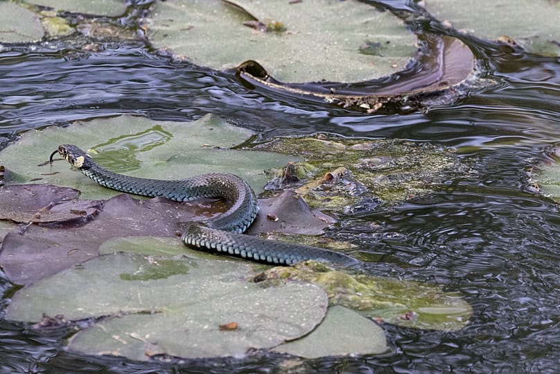 Schwimmende Ringelnatter im Bommer Weiher, Thurgau, Schweiz.