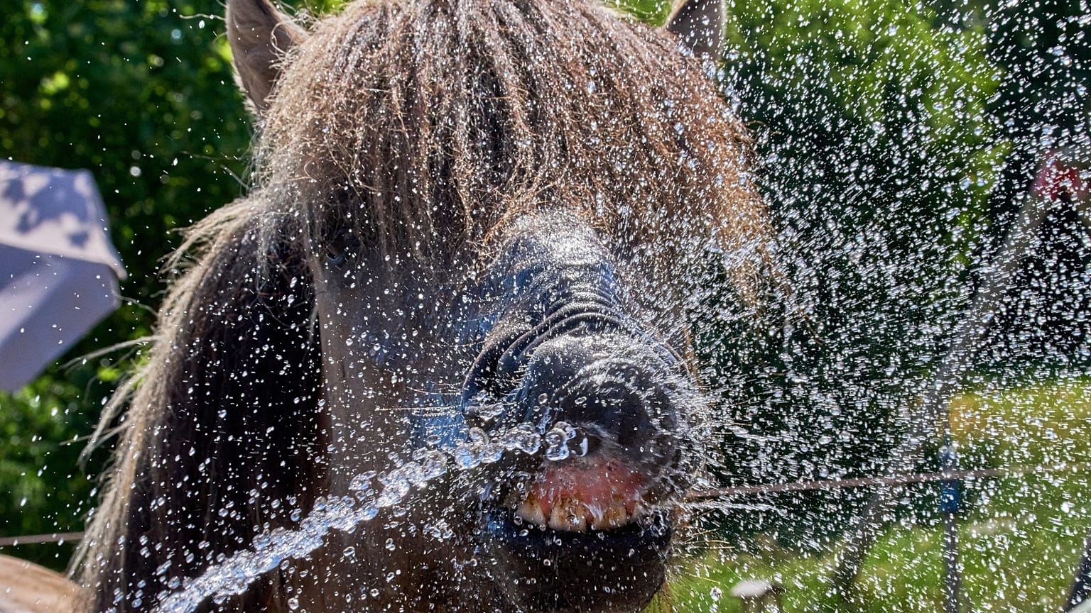 An Icelandic horse is sprayed with water at a stud farm in Wehrheim near Frankfurt, Germany, on Friday 26 June 2026.