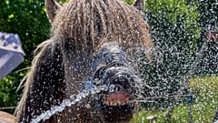 Ein Islandpferd wird am Freitag, den 26. Juni 2026, auf einem Gestüt in Wehrheim bei Frankfurt (Deutschland) mit Wasser besprüht.