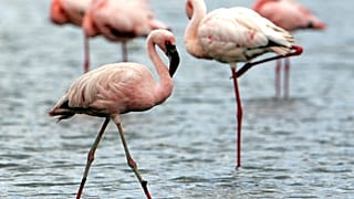 Kenya : les flamants roses menacés par les fortes pluviométries