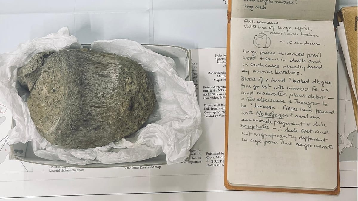 First Antarctic dinosaur fossil confirmed nearly 40 years after discovery