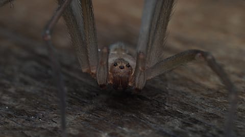Chilean recluse spider discovered in Porto