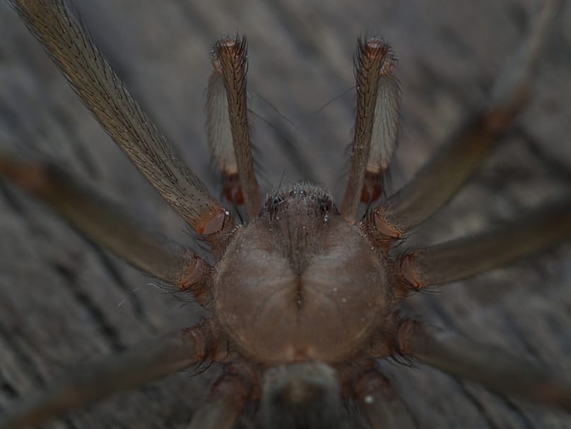 Chilean recluse spider observed by researchers in Porto