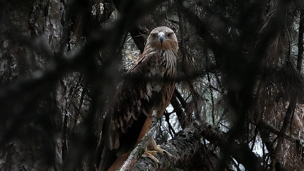 Feliks the eagle back home in Serbia after kidnap and illegal sale ordeal in Middle East