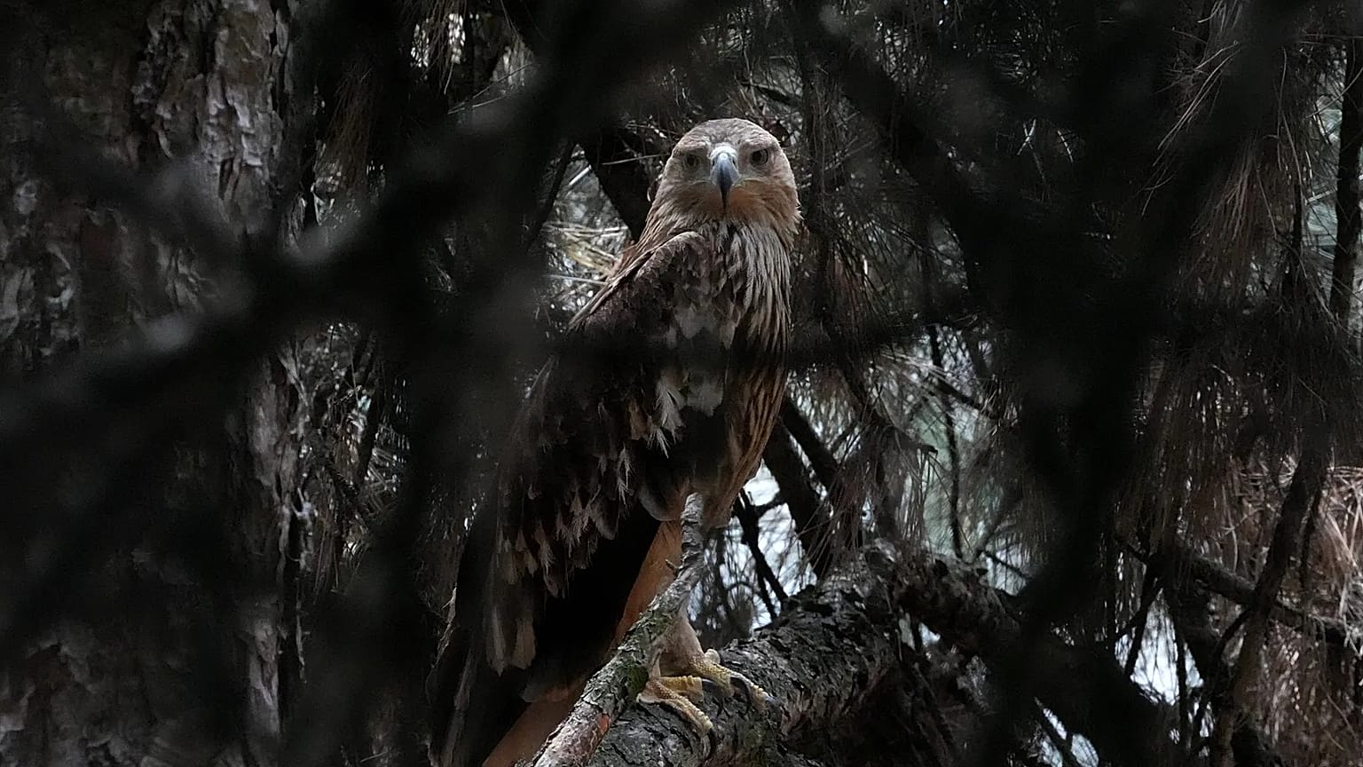 Feliks, an Eastern imperial eagle, looks out from a cage at Palic Zoo, 24 June, 2026
