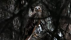 Feliks, ein östlicher Kaiseradler, blickt aus einem Käfig im Zoo Palić, 24. Juni 2026.