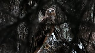 Feliks, an Eastern imperial eagle, looks out from a cage at Palic Zoo, 24 June, 2026