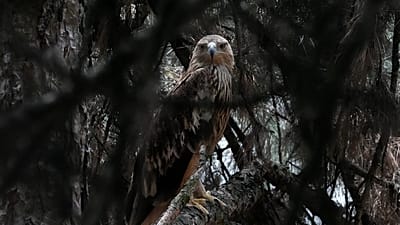Feliks, orzeł cesarski, wygląda z klatki w zoo w Paliću, 24 czerwca 2026