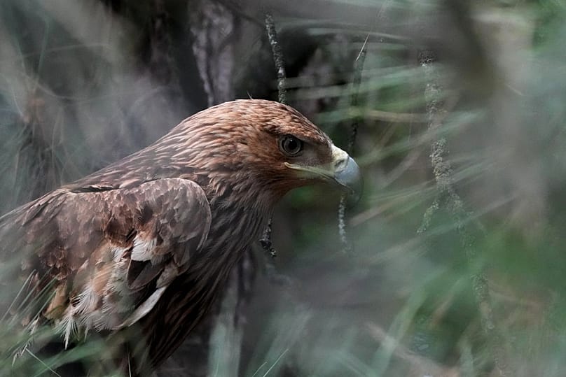Feliks, an Eastern imperial eagle, looks out from a cage at Palic Zoo, 24 June, 2026