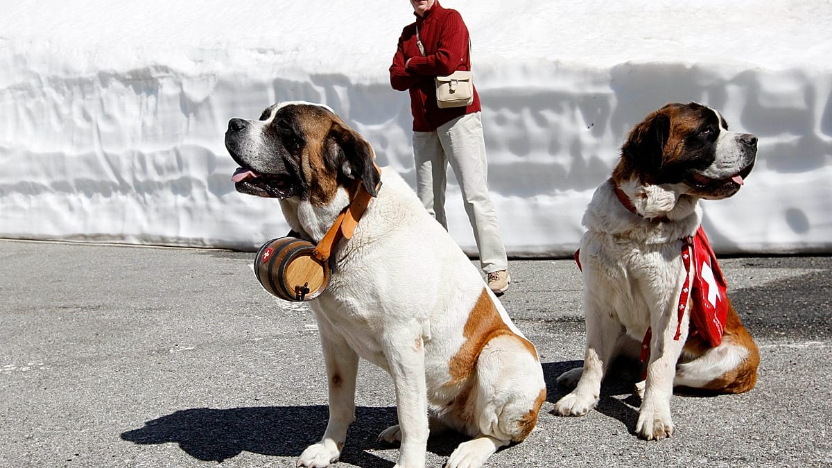 Les chiens Saint-Bernard, gardiens d'une tradition vieille de plusieurs siècles