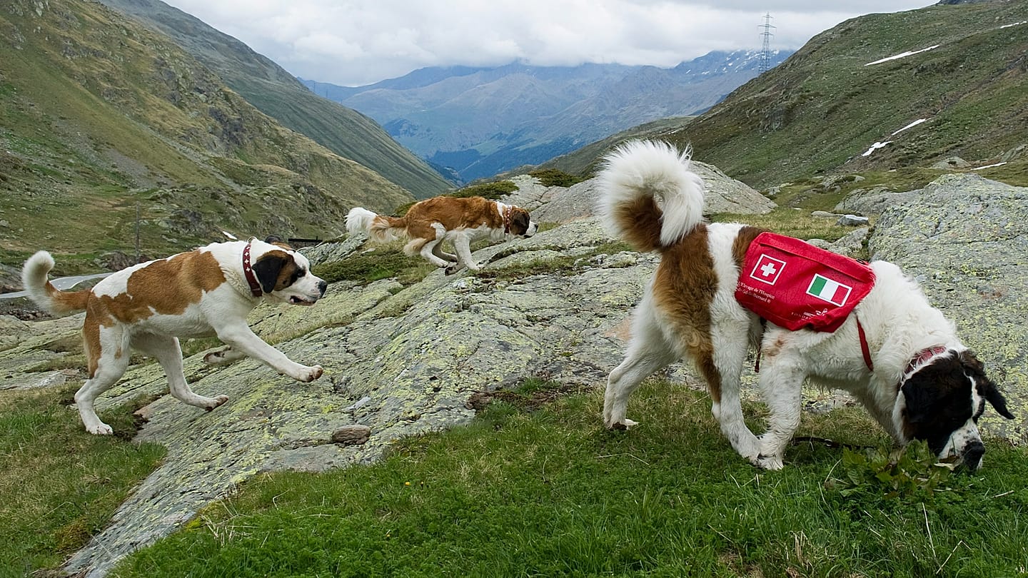 Legendary St. Bernard rescue dogs still roam the Swiss Alps