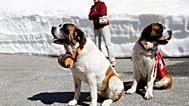 Les chiens Saint-Bernard, gardiens d'une tradition vieille de plusieurs siècles