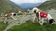 Saint Bernard dogs 