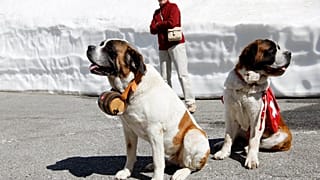 Les chiens Saint-Bernard, gardiens d'une tradition vieille de plusieurs siècles