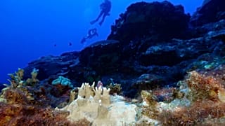 Imagen de archivo, coral blanqueado en el santuario marino Flower Garden Banks, cerca de Galveston, Texas, en el golfo de México, el 16 de septiembre de 2023.