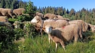 Transhumance dans le massif de Belledonne, en France, le 28 juin 2026