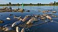  Dead fishes drift in the Oder River