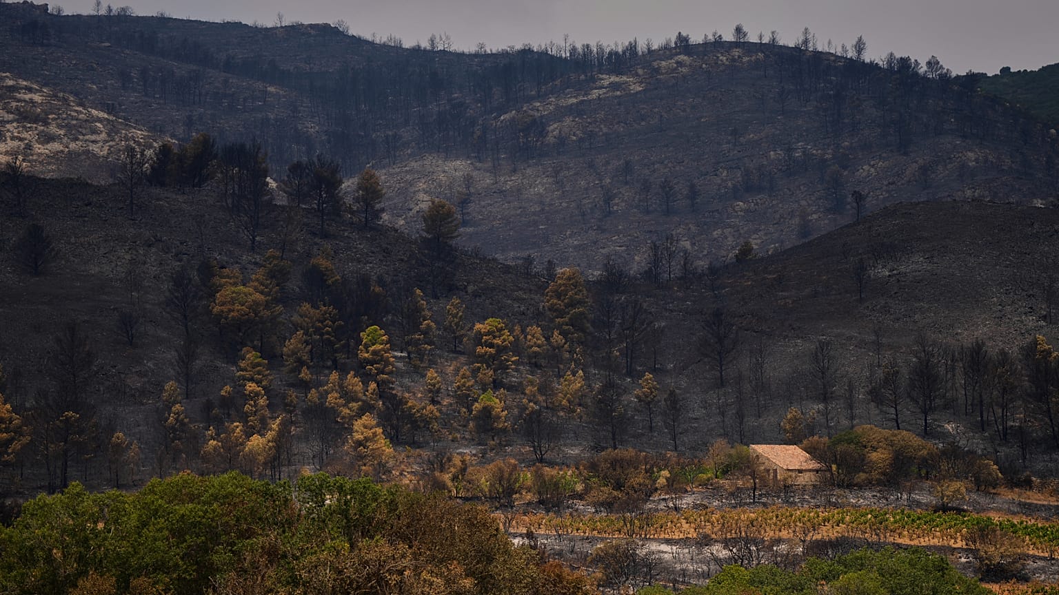 En la imagen se aprecian árboles quemados durante el mayor incendio forestal de las últimas décadas en Fontjoncouse, al sur de Francia, el viernes 8 de agosto de 2025