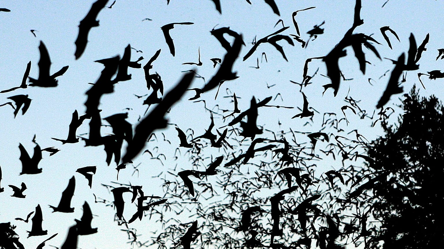 In this Aug. 6, 2009, file photo, bats take flight outside the Old Tunnel Wildlife Management Area near Fredericksburg, Texas.