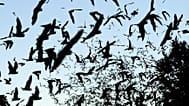 In this Aug. 6, 2009, file photo, bats take flight outside the Old Tunnel Wildlife Management Area near Fredericksburg, Texas.