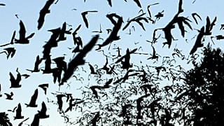 In this Aug. 6, 2009, file photo, bats take flight outside the Old Tunnel Wildlife Management Area near Fredericksburg, Texas.