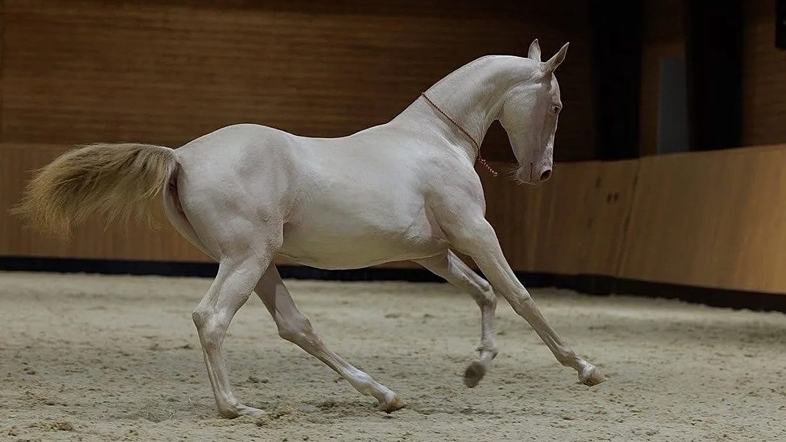 Aqzhan, az akhal-teke fajtájú kanca