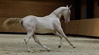 Aqzhan, the Akhal-Teke breed mare