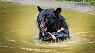Osos negros asiáticos rescatados de granjas de bilis en Corea del Sur, Knuthenborg Safaripark, Dinamarca, dos de junio de 2026