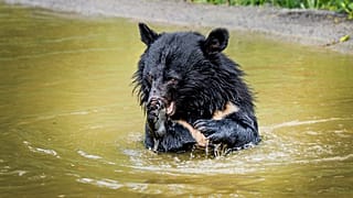 Osos negros asiáticos rescatados de granjas de bilis en Corea del Sur, Knuthenborg Safaripark, Dinamarca, dos de junio de 2026