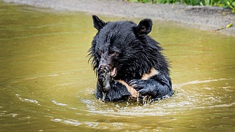 Osos negros asiáticos rescatados de granjas de bilis en Corea del Sur, Knuthenborg Safaripark, Dinamarca, dos de junio de 2026