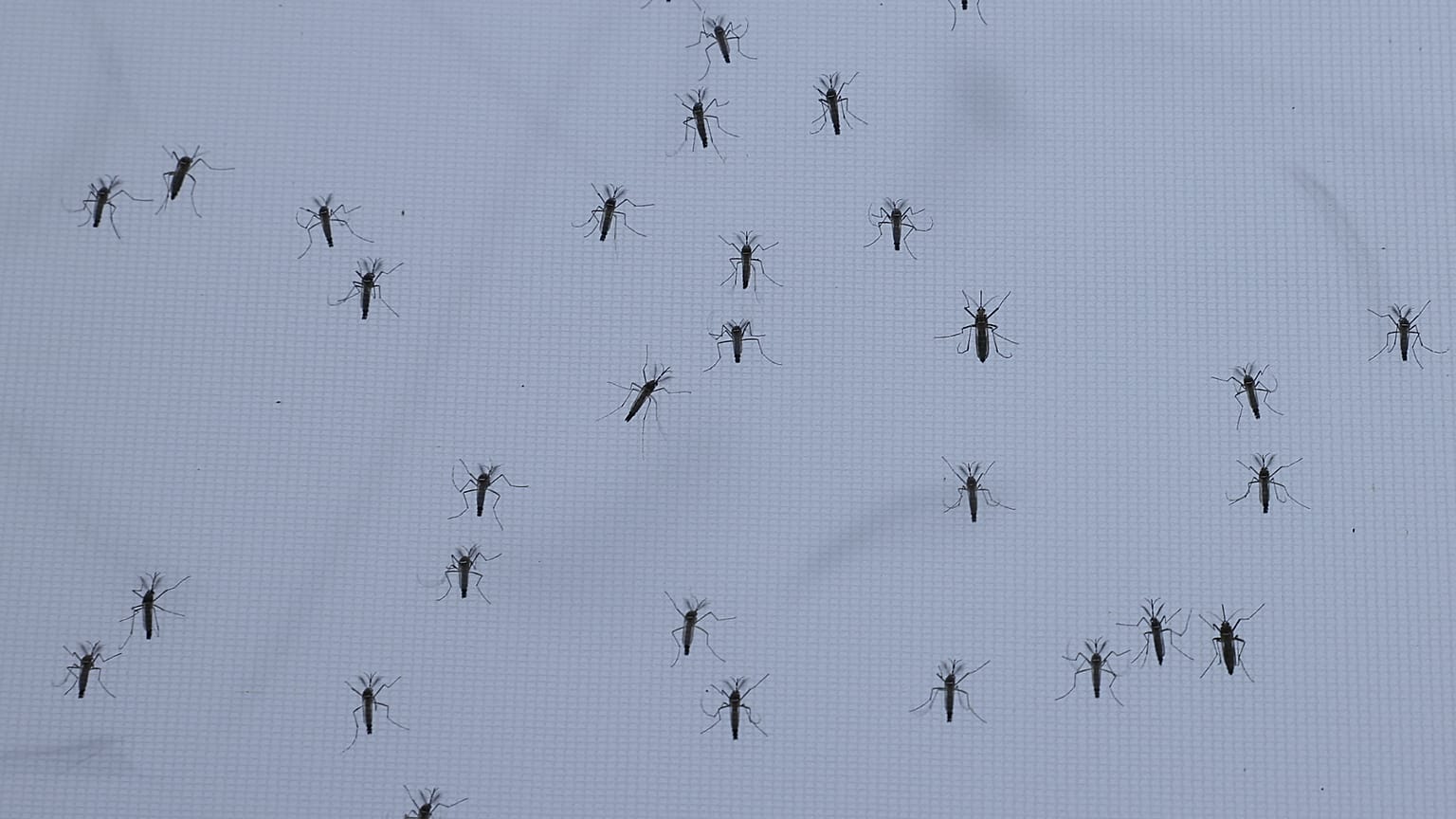 Symbolbild. Aedes-aegypti-Mücken sitzen in der Oxitec-Anlage während eines Presserundgangs in Campinas im brasilianischen Bundesstaat São Paulo, Mittwoch, 1. Oktober 2025.