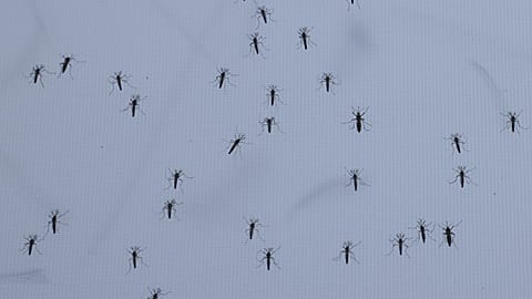 File photo: Aedes aegypti mosquitoes in the Oxitec facility during a press tour in Campinas, São Paulo state, Brazil, Wednesday 1 October 2025.