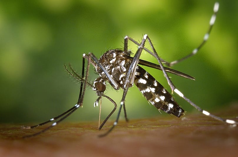 Die Asiatische Tigermücke breitet sich inzwischen auch in hiesigen Gefilden aus.