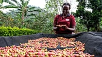 Ouganda : les recettes du café en baisse de 38 % en mai 2026