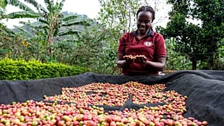 Ouganda : les recettes du café en baisse en 38 % en mai 2026