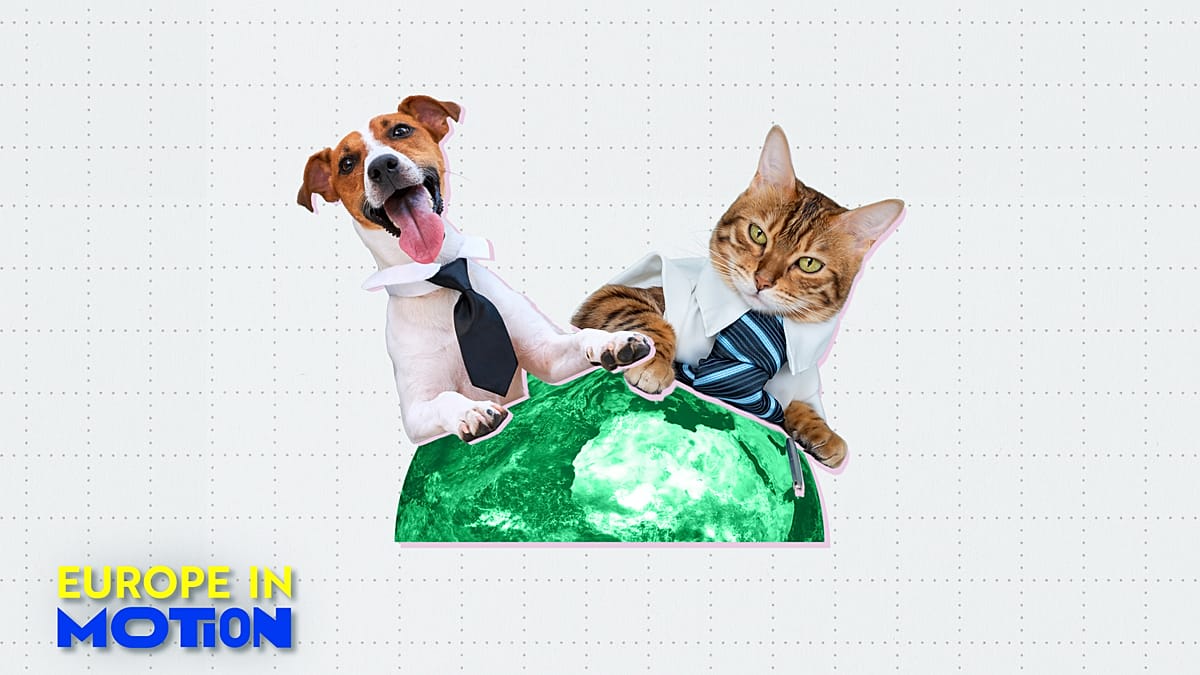 ¿Perros y gatos en el trabajo? Estos son los países europeos más amigables con mascotas