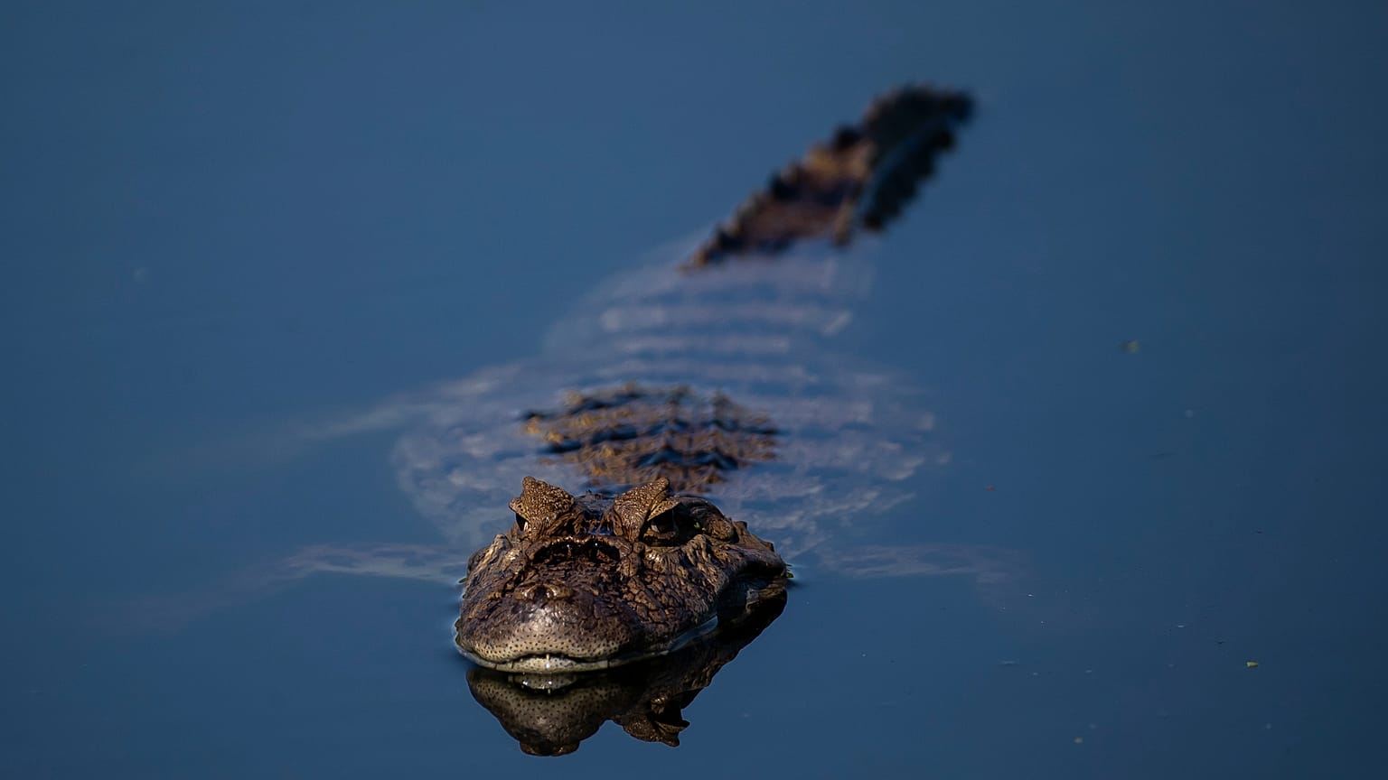 ARCHIVO: Un caimán de hocico ancho flota en las aguas del Parque Costero Piratininga Alfredo Sirkis en Niterói, Brasil, el miércoles 28 de junio de 2023.