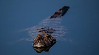 ARCHIVO: Un caimán de hocico ancho flota en las aguas del Parque Costero Piratininga Alfredo Sirkis en Niterói, Brasil, el miércoles 28 de junio de 2023.