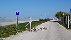 Lebetonozott, körbekerített úton probál egy vadlúdcsalád eljutni a Fertő-tóhoz Fertőrákosnál