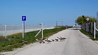 Lebetonozott, körbekerített úton probál egy vadlúdcsalád eljutni a Fertő-tóhoz Fertőrákosnál