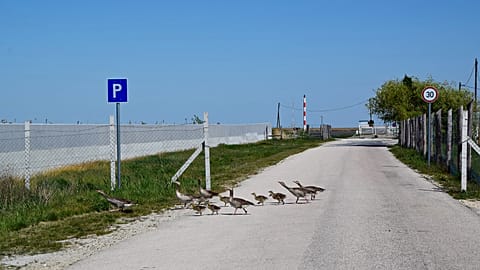 Lebetonozott, körbekerített úton probál egy vadlúdcsalád eljutni a Fertő-tóhoz Fertőrákosnál