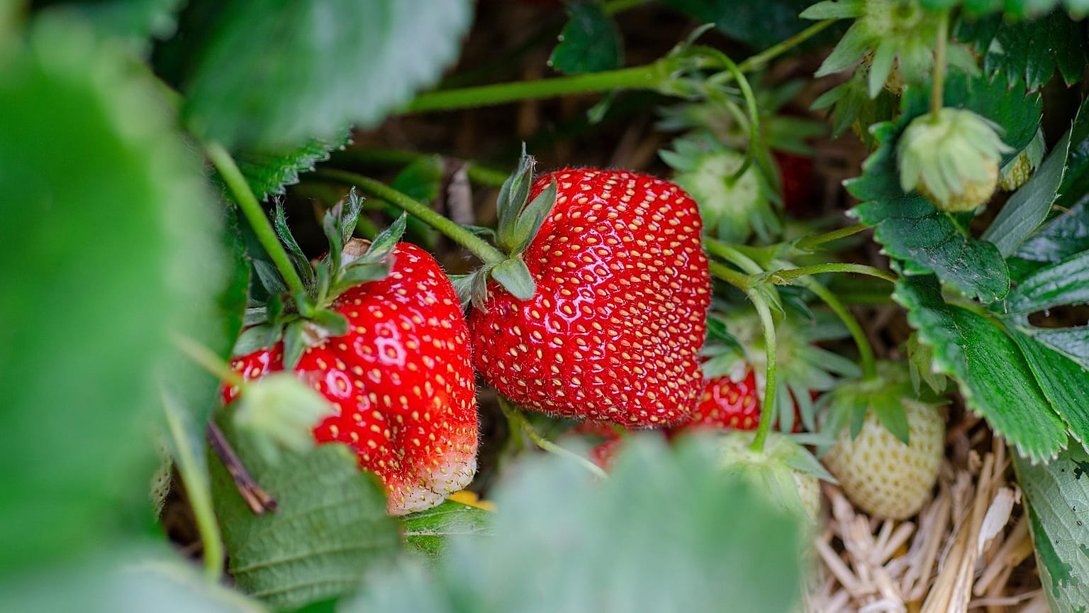 Spanische Erdbeeren.
