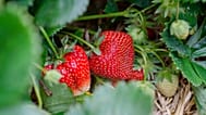 Fresas españolas.